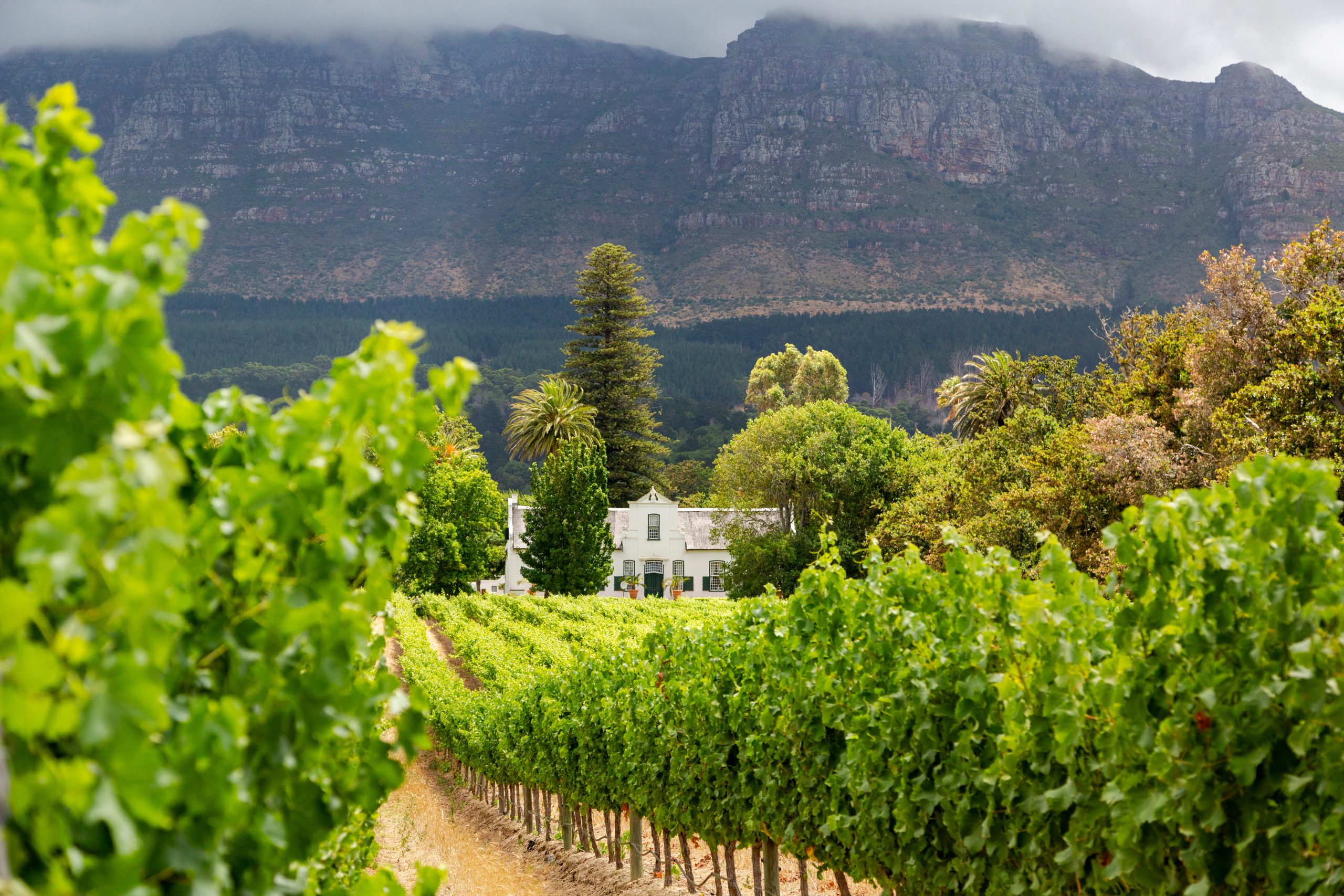 Picturesque vineyard landscape in the Constantia wine region in the Western Cape of South Africa with Cape Dutch- style building and dramatic mountain ranges in the background
