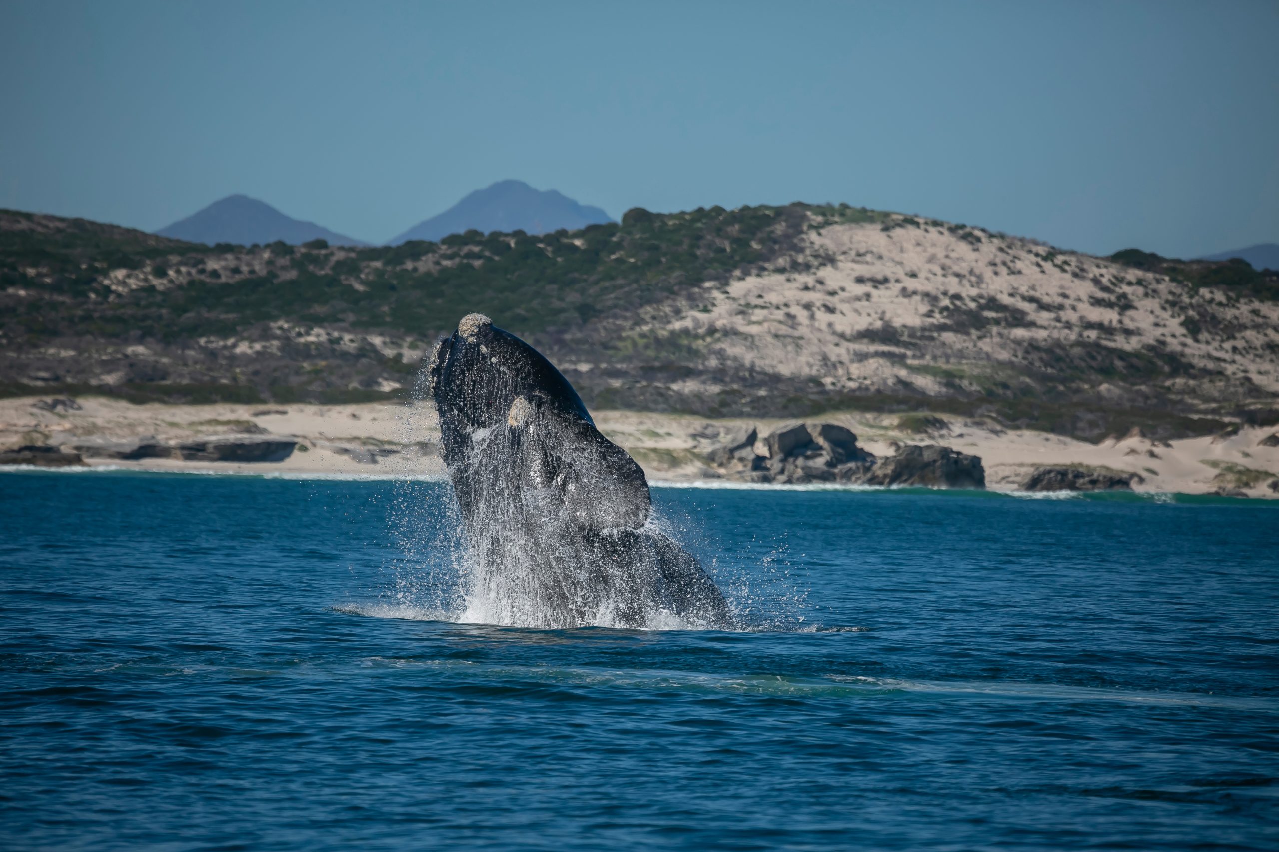 Whale on the coast of Hermanus of South Africa...